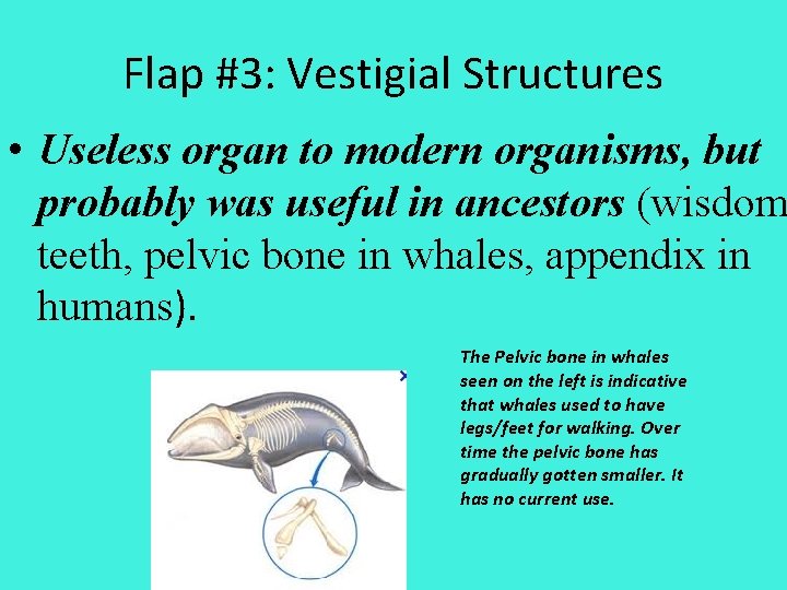 Flap #3: Vestigial Structures • Useless organ to modern organisms, but probably was useful