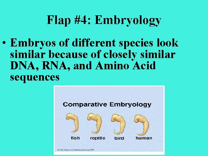Flap #4: Embryology • Embryos of different species look similar because of closely similar