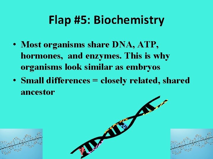 Flap #5: Biochemistry • Most organisms share DNA, ATP, hormones, and enzymes. This is