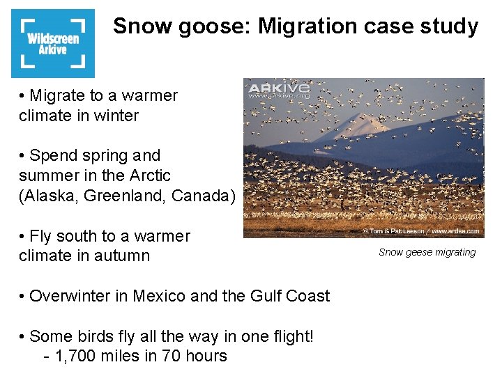Snow goose: Migration case study • Migrate to a warmer climate in winter •