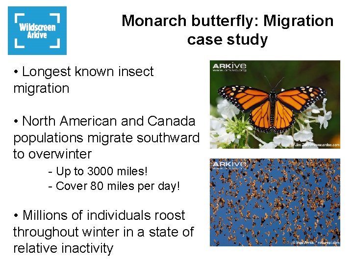 Monarch butterfly: Migration case study • Longest known insect migration • North American and