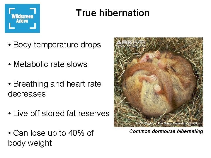 True hibernation • Body temperature drops • Metabolic rate slows • Breathing and heart
