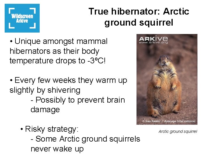 True hibernator: Arctic ground squirrel • Unique amongst mammal hibernators as their body temperature