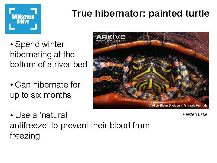 True hibernator: painted turtle • Spend winter hibernating at the bottom of a river