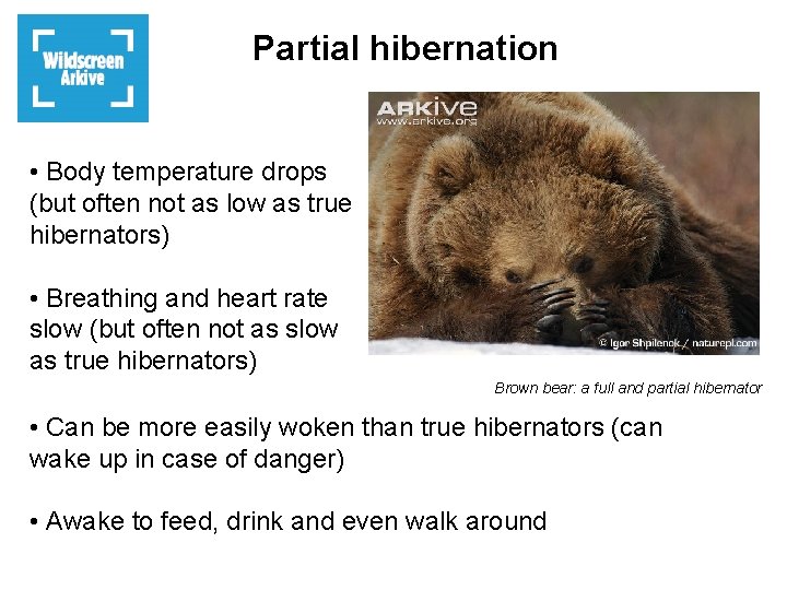 Partial hibernation • Body temperature drops (but often not as low as true hibernators)