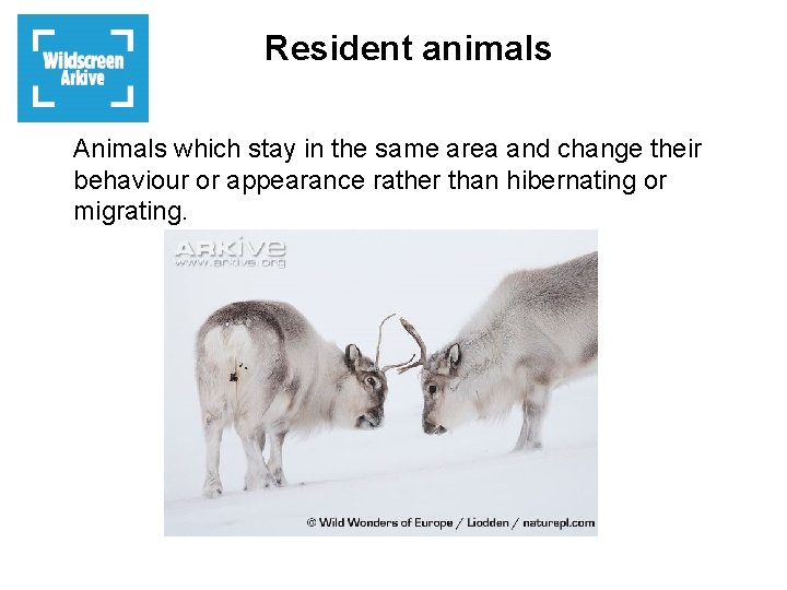 Resident animals Animals which stay in the same area and change their behaviour or