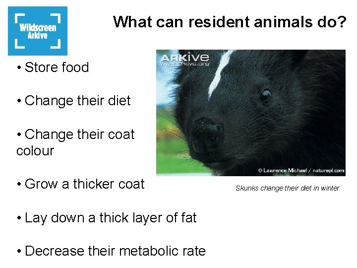 What can resident animals do? • Store food • Change their diet • Change