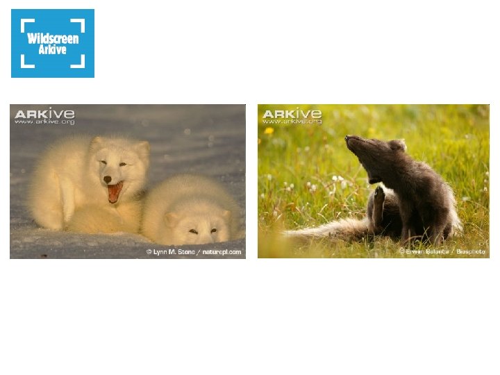 Arctic fox: Adaptations to the survive the winter Arctic fox in winter coat Arctic