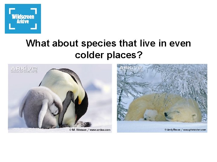 What about species that live in even colder places? 