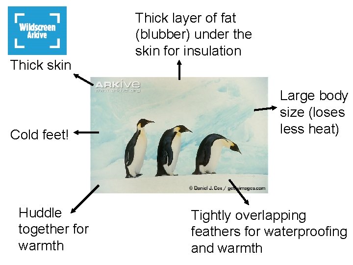 Thick skin Cold feet! Huddle together for warmth Thick layer of fat (blubber) under