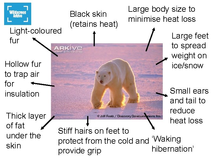 Light-coloured fur Hollow fur to trap air for insulation Thick layer of fat under