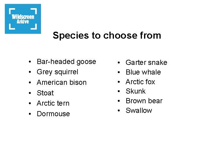 Species to choose from • • • Bar-headed goose Grey squirrel American bison Stoat