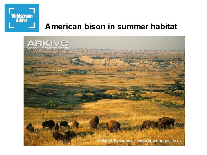 American bison in summer habitat 