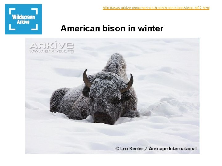 http: //www. arkive. org/american-bison/bison-bison/video-bi 02. html American bison in winter 