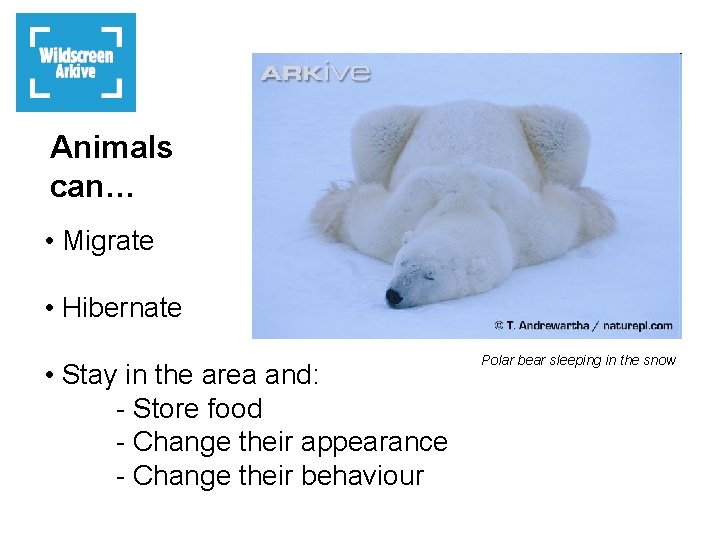 Animals can… • Migrate • Hibernate • Stay in the area and: - Store