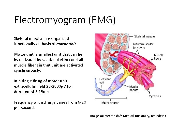 Electromyogram (EMG) Skeletal muscles are organized functionally on basis of motor unit Motor unit
