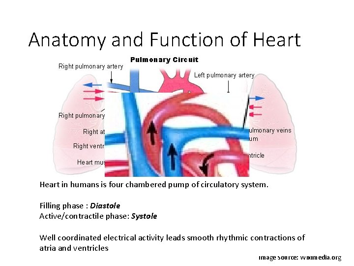 Anatomy and Function of Heart in humans is four chambered pump of circulatory system.