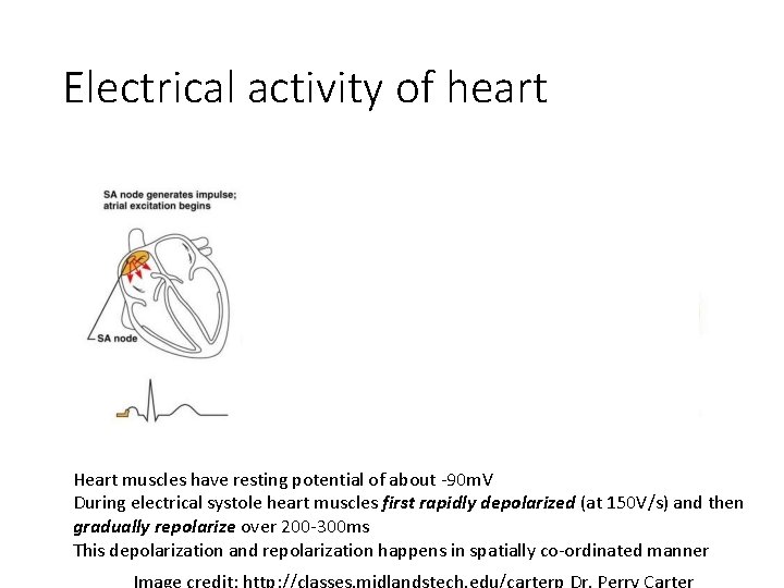 Electrical activity of heart Heart muscles have resting potential of about -90 m. V