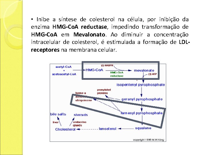  • Inibe a síntese de colesterol na célula, por inibição da enzima HMG-Co.