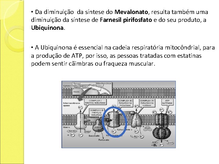  • Da diminuição da síntese do Mevalonato, resulta também uma diminuição da síntese