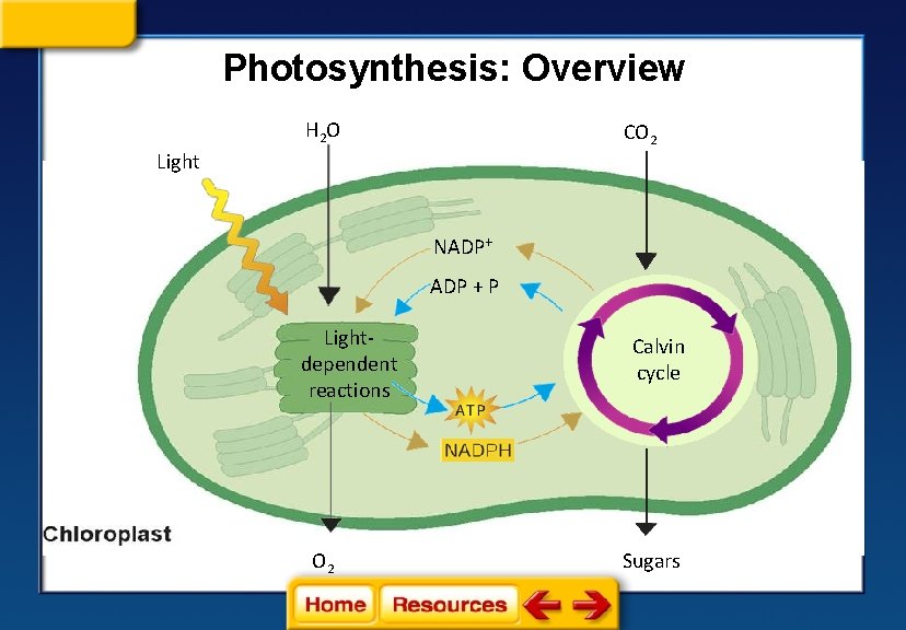 Photosynthesis: Overview H 2 O CO 2 Light NADP+ ADP + P Lightdependent reactions