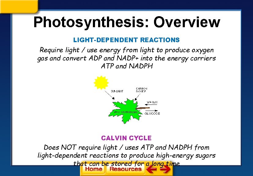 Photosynthesis: Overview LIGHT-DEPENDENT REACTIONS Require light / use energy from light to produce oxygen