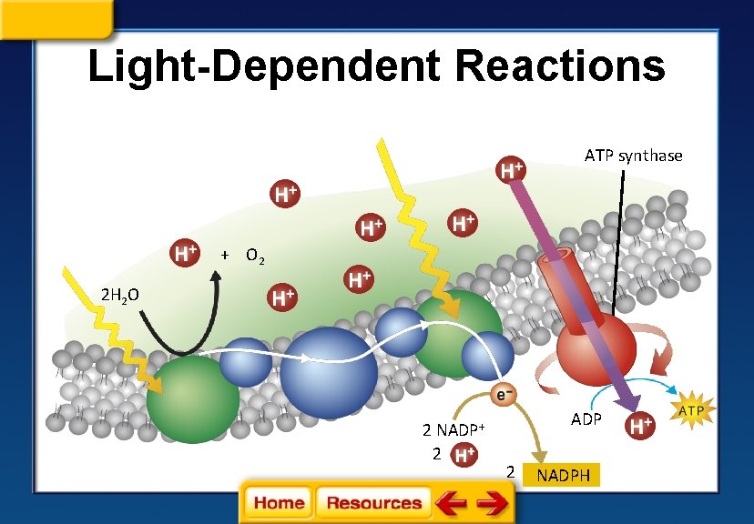 Light-Dependent Reactions ATP synthase + O 2 2 H 2 O 2 NADP+ 2