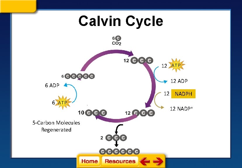 Calvin Cycle 12 6 ADP 12 NADPH 6 5 -Carbon Molecules Regenerated 12 NADP+