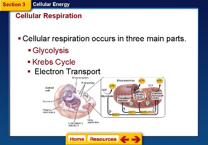 Section 3 Cellular Energy Cellular Respiration § Cellular respiration occurs in three main parts.