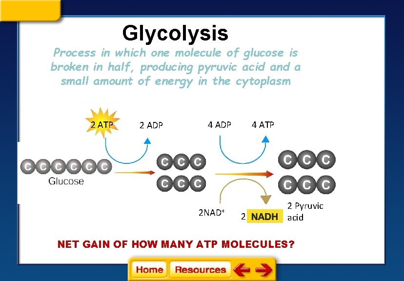 Glycolysis Process in which one molecule of glucose is broken in half, producing pyruvic