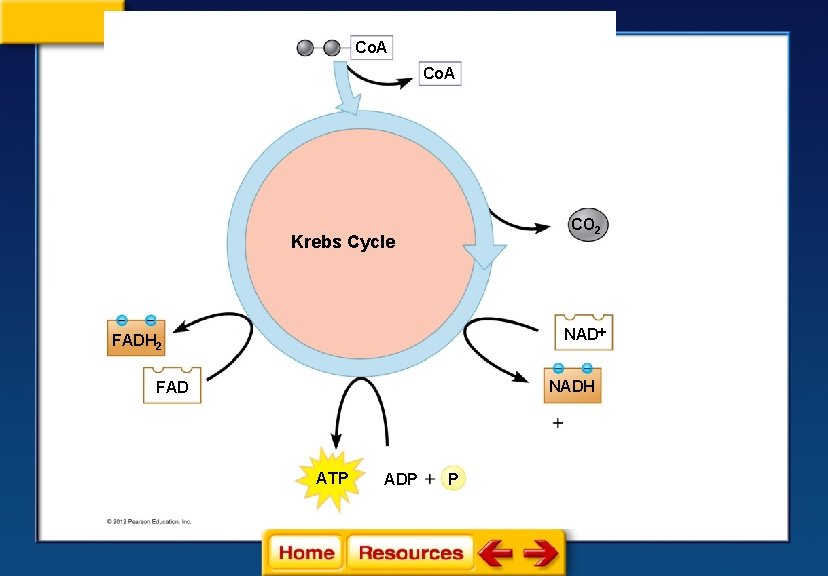 Co. A CO 2 Krebs Cycle NAD FADH 2 NADH FAD ATP ADP P