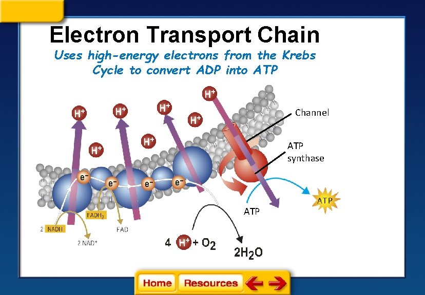 Electron Transport Chain Uses high-energy electrons from the Krebs Cycle to convert ADP into