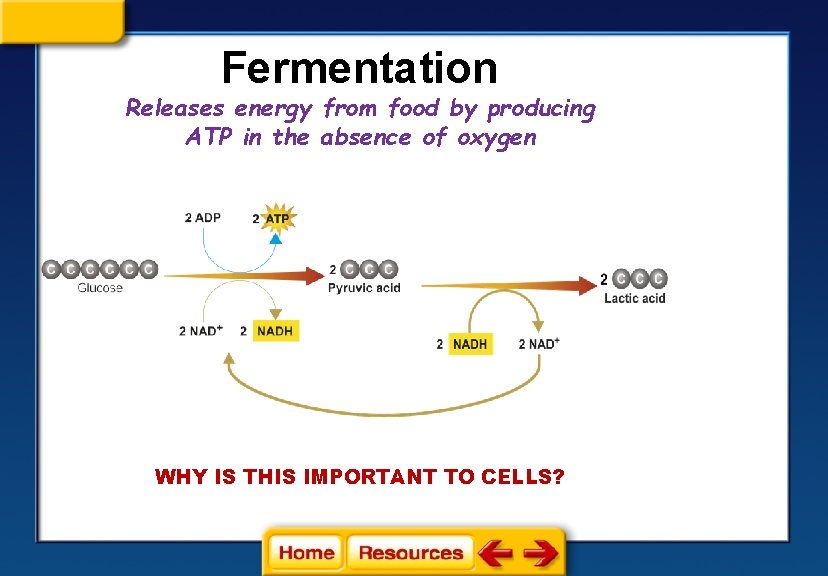 Fermentation Releases energy from food by producing ATP in the absence of oxygen WHY