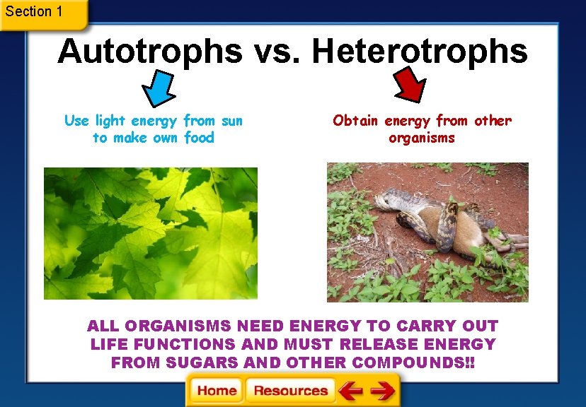 Section 1 Autotrophs vs. Heterotrophs Use light energy from sun to make own food