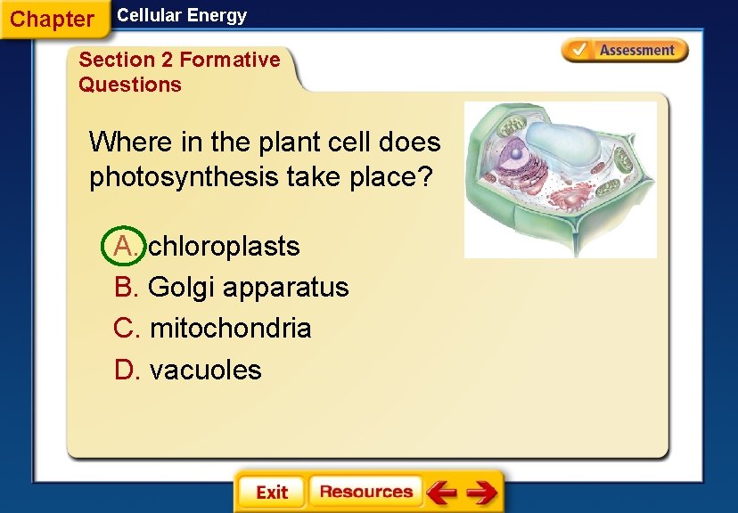 Chapter Cellular Energy Section 2 Formative Questions Where in the plant cell does photosynthesis