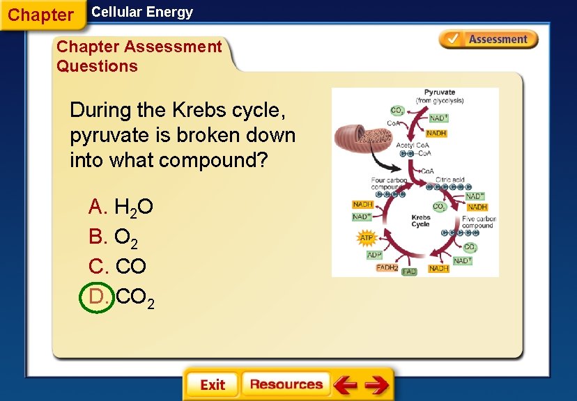 Chapter Cellular Energy Chapter Assessment Questions During the Krebs cycle, pyruvate is broken down