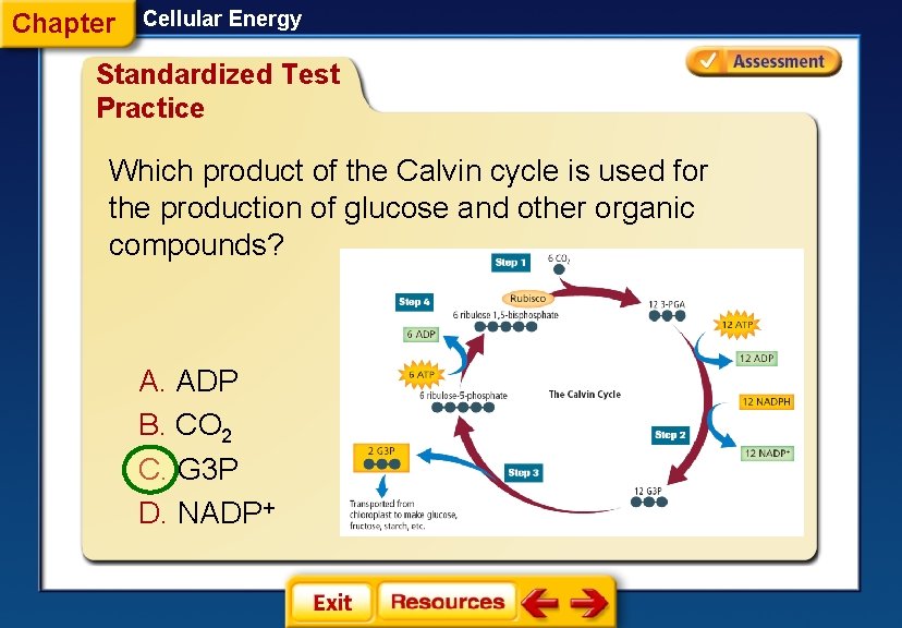 Chapter Cellular Energy Standardized Test Practice Which product of the Calvin cycle is used