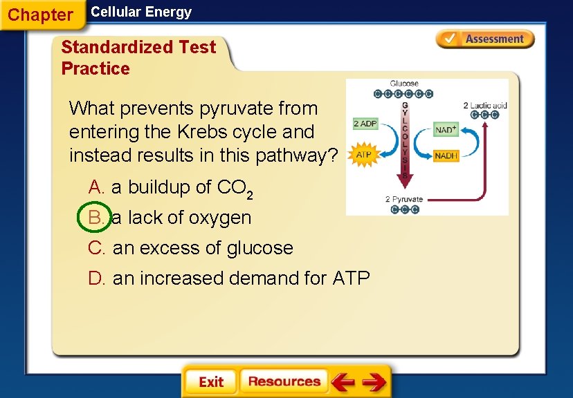 Chapter Cellular Energy Standardized Test Practice What prevents pyruvate from entering the Krebs cycle