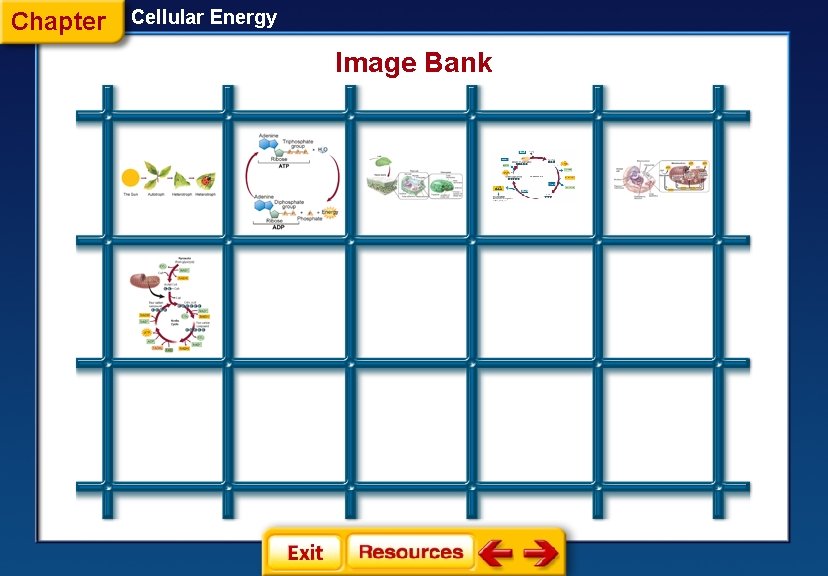 Chapter Cellular Energy Image Bank 