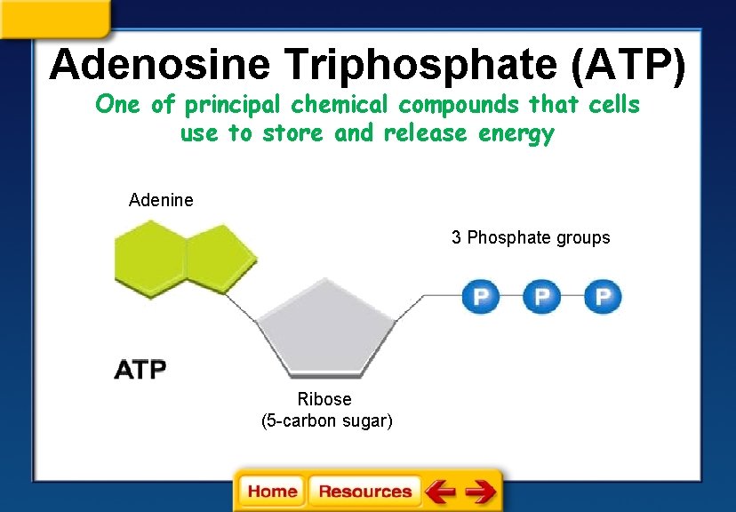 Adenosine Triphosphate (ATP) One of principal chemical compounds that cells use to store and