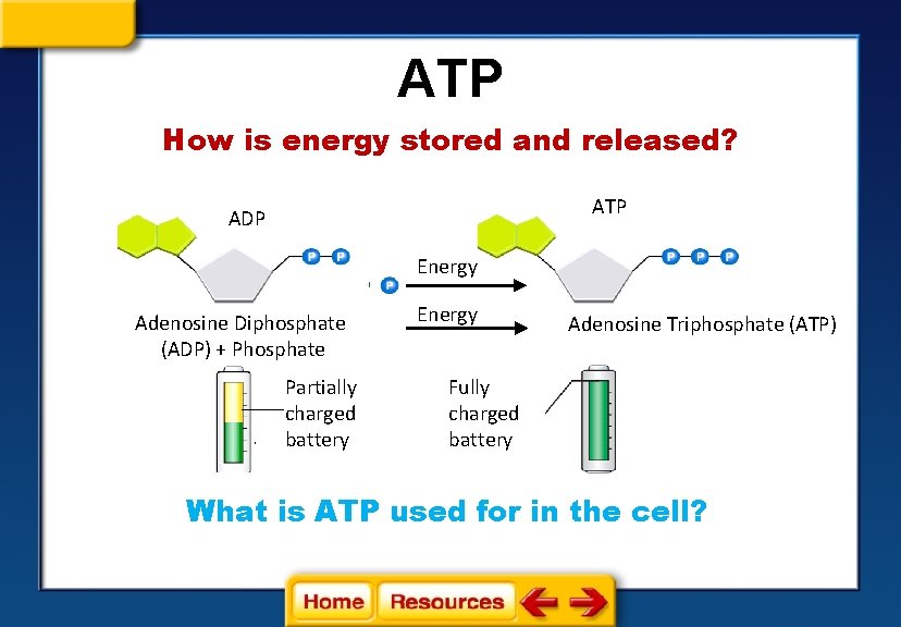 ATP How is energy stored and released? ATP ADP Energy Adenosine Diphosphate (ADP) +