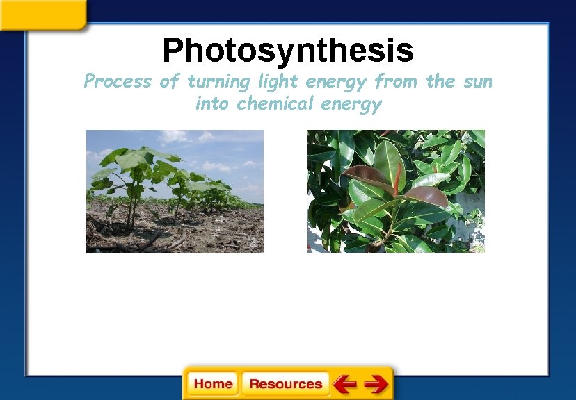 Photosynthesis Process of turning light energy from the sun into chemical energy 