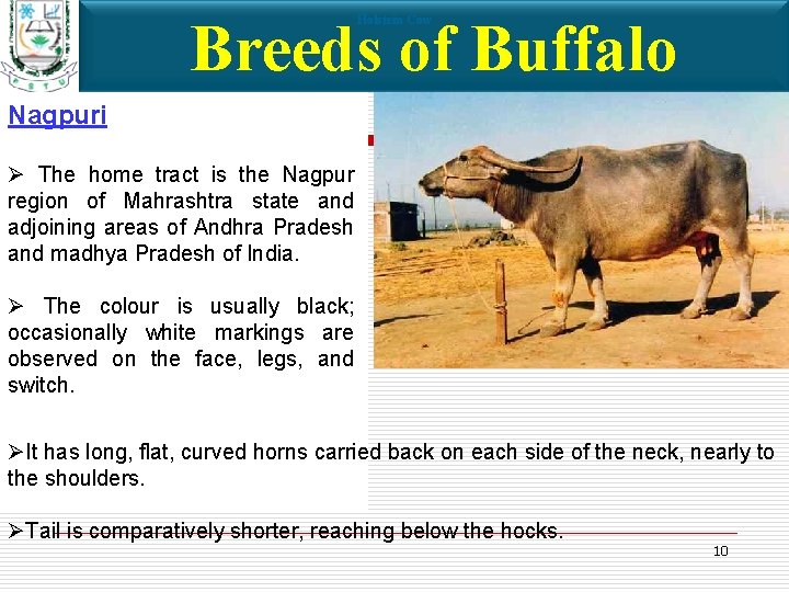 Breeds of Buffalo Holstein Cow Nagpuri Ø The home tract is the Nagpur region