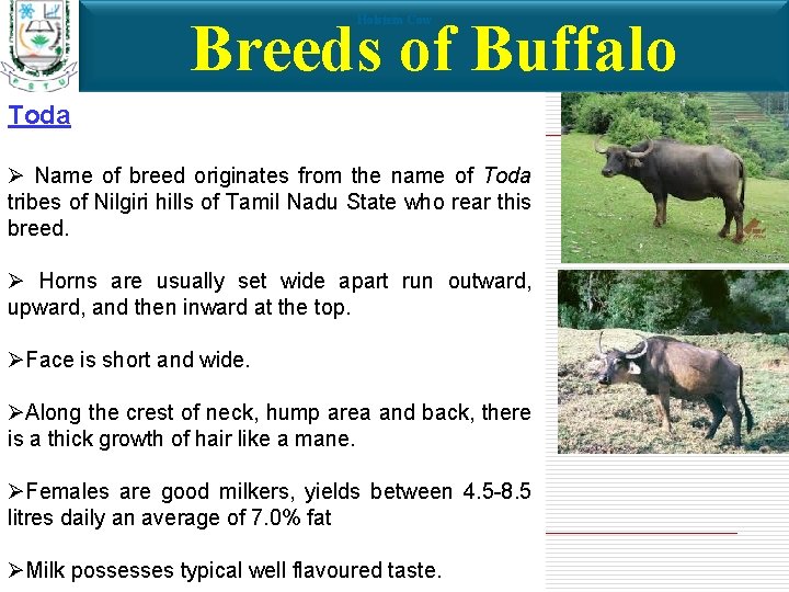 Breeds of Buffalo Holstein Cow Toda Ø Name of breed originates from the name