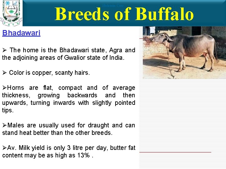 Breeds of Buffalo Holstein Cow Bhadawari Ø The home is the Bhadawari state, Agra
