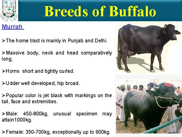 Breeds of Buffalo Holstein Cow Murrah ØThe home tract is mainly in Punjab and