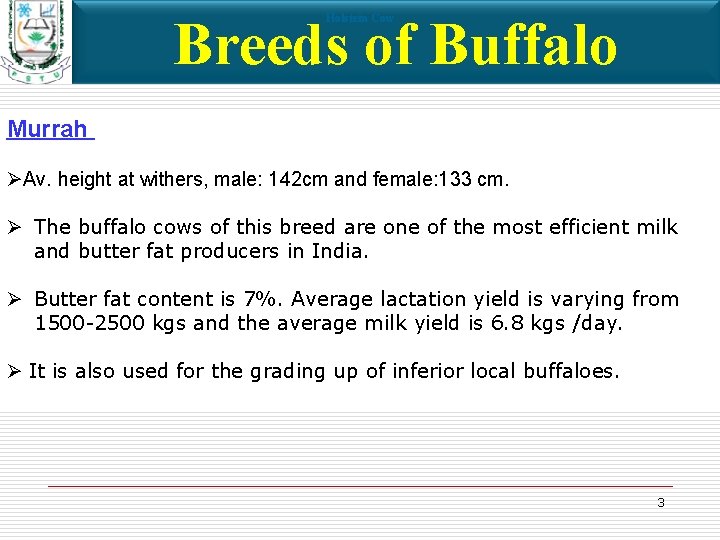 Breeds of Buffalo Holstein Cow Murrah ØAv. height at withers, male: 142 cm and