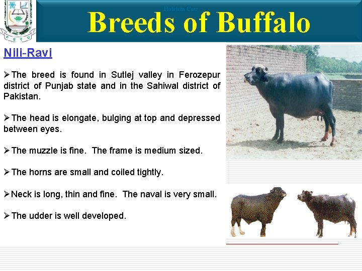 Breeds of Buffalo Holstein Cow Nili-Ravi ØThe breed is found in Sutlej valley in