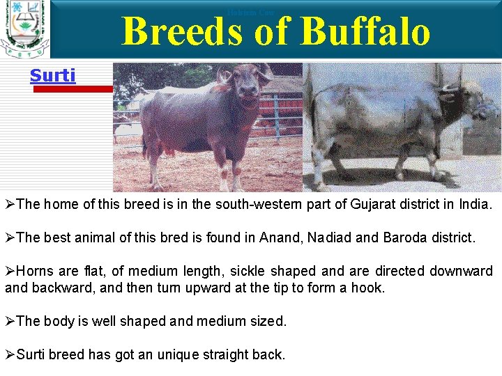 Breeds of Buffalo Holstein Cow Surti ØThe home of this breed is in the