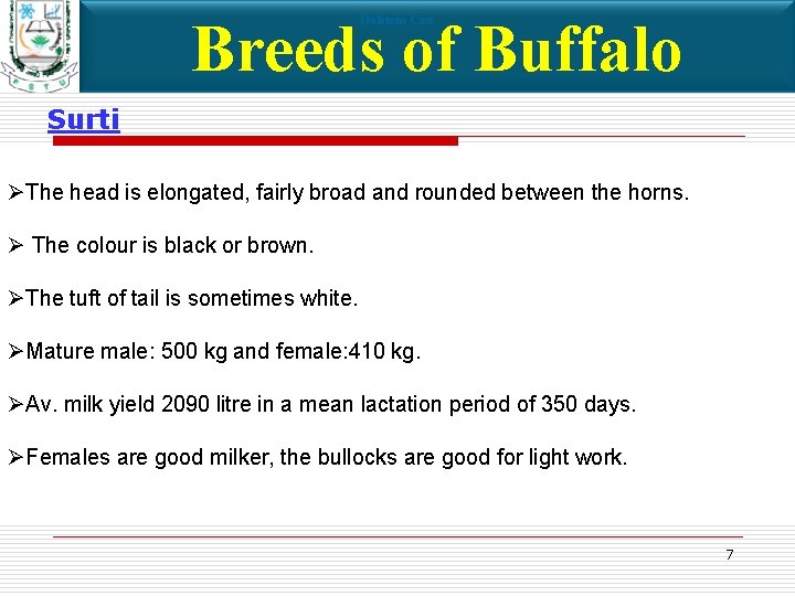 Breeds of Buffalo Holstein Cow Surti ØThe head is elongated, fairly broad and rounded
